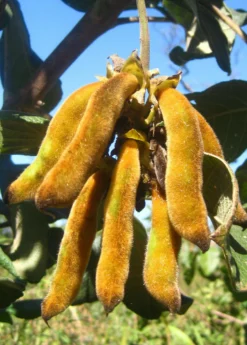 Velvet Bean (Mucuna Pruriens) -Sowexotic Shop velvet bean mucana pruriens