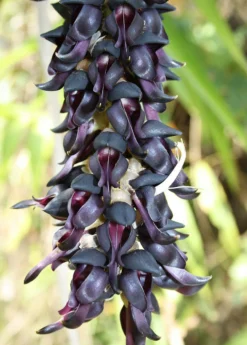 Velvet Bean (Mucuna Pruriens) -Sowexotic Shop velvet bean mucana pruriens flowers