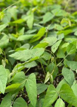 Velvet Bean (Mucuna Pruriens) -Sowexotic Shop velvetbeanPlantSowExotic