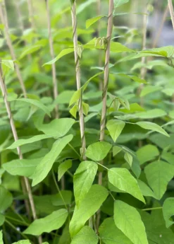 Velvet Bean (Mucuna Pruriens) -Sowexotic Shop velvetbeansowexotic