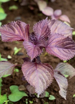 Vietnamese Perilla, Lá Tía Tô (Perilla Frutescens) 5 Vietnamese Perilla, Lá Tía Tô (Perilla Frutescens) -Sowexotic Shop vietnamese perilla plants for sale SowExotic.com