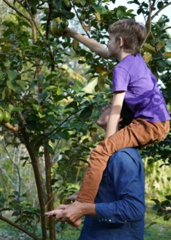 Guava, Wild Florida (Psidium Guajava) 7 Guava, Wild Florida (Psidium Guajava) -Sowexotic Shop wildfloridaguavasowexoticnursery