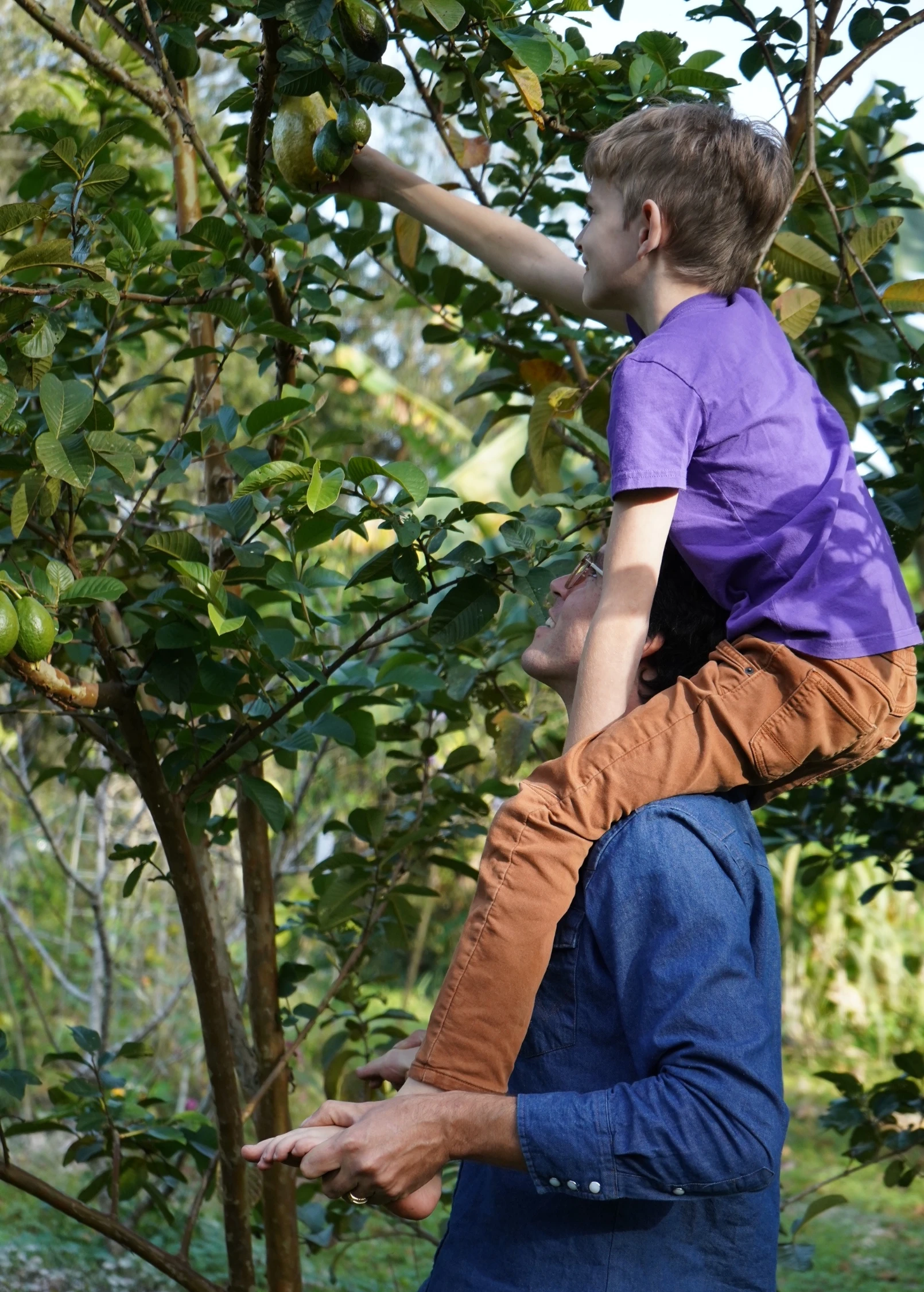 Guava, Wild Florida (Psidium Guajava) 4 Guava, Wild Florida (Psidium Guajava) - Image 4