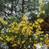 Witch-hazel (Hamamelis Virginiana)